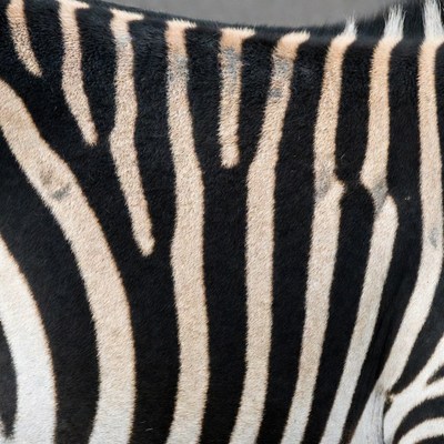 Zebra black and white stripes closeup
