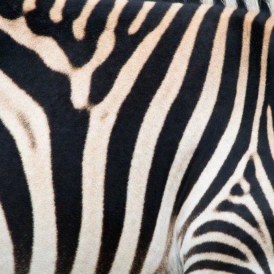 Zebra stripes close-up