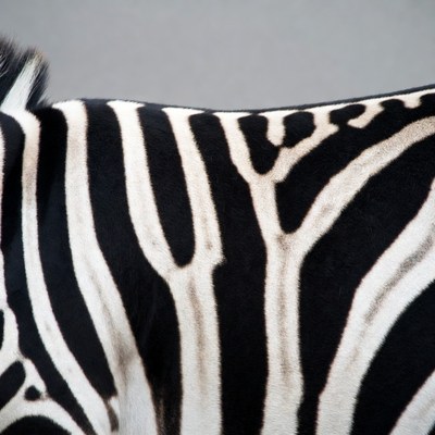 Zebra stripes close-up