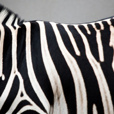 Zebra stripes close-up
