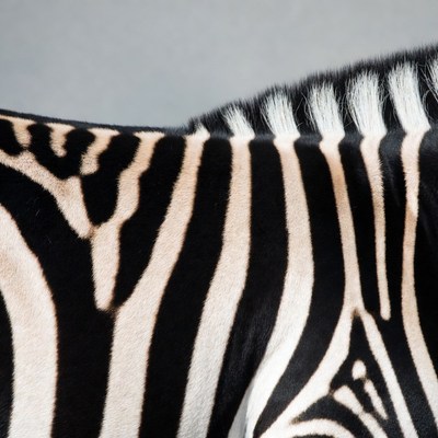 Zebra stripes close-up
