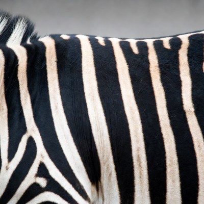 Zebra stripes close-up