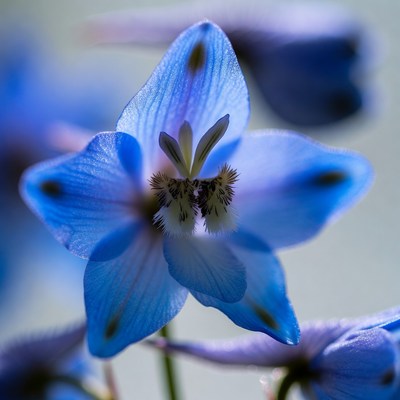 Blue Baby Blue Eyes Flower