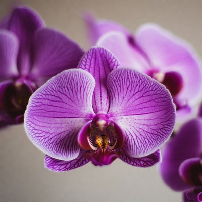 Purple Orchid Flower Closeup