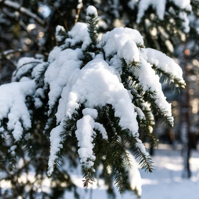 Snow-covered fir tree branch