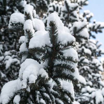 Snowy pine tree branches