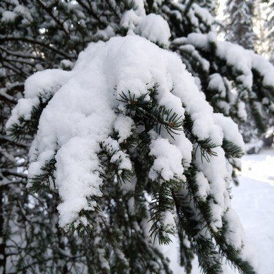 Snowy pine branches in winter
