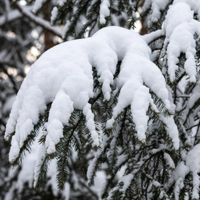 Snow-covered fir tree branch
