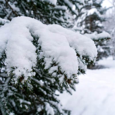 Snow-covered pine branches