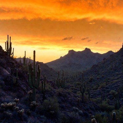 Cactus Valley Sunset Landscape