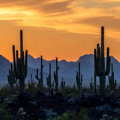 Saguaro Cacti at Sunset with Mountains