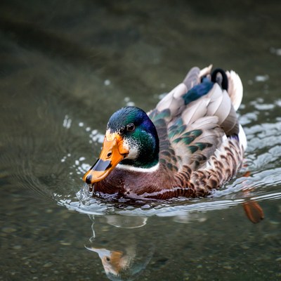 Male Mallard Duck Swimming in Water