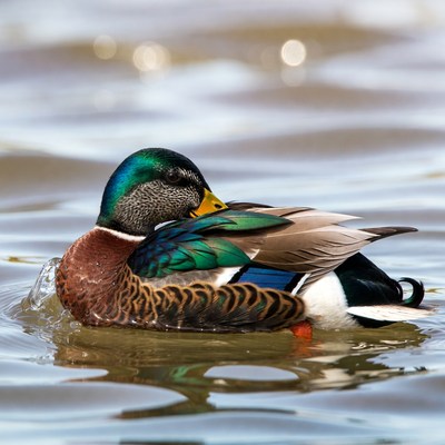 Male mallard duck swimming in water