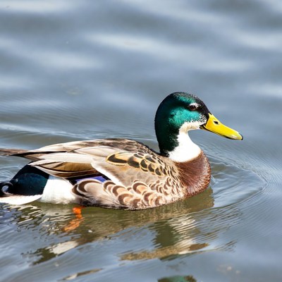 Male mallard duck swimming in water