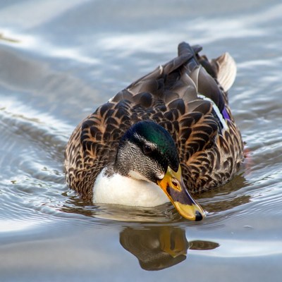 Mallard duck swimming in water
