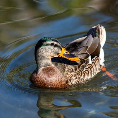Mallard duck swimming in water