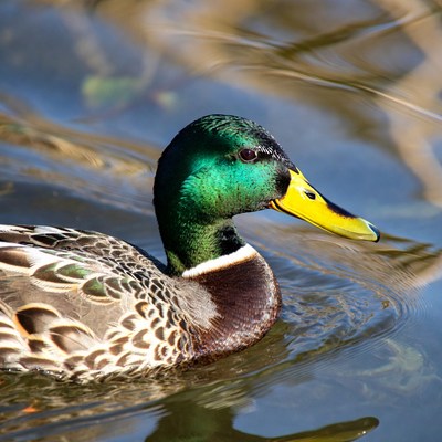 Male mallard duck in water