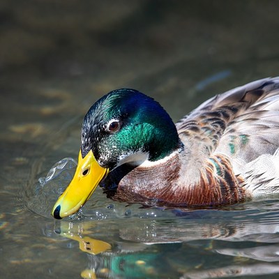 Male mallard duck in water