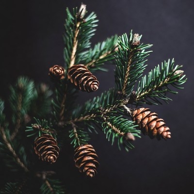Pine branch with pinecones