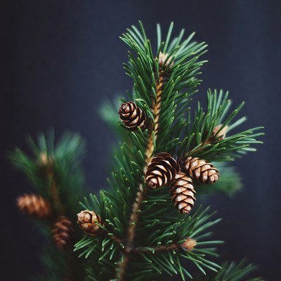 Pine Branch with Cones
