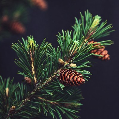 Pine Branch with Cones
