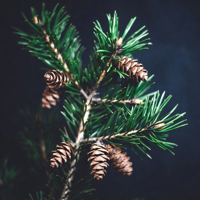 Pine Branch with Cones