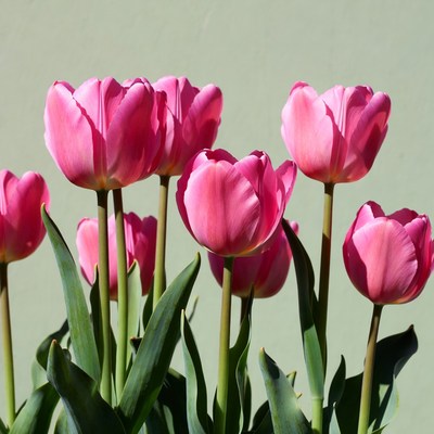 Pink Tulips on Green Background