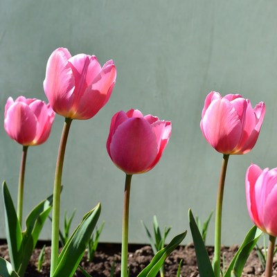 Pink tulips against green wall