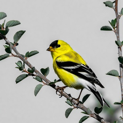 American Goldfinch perched on branch