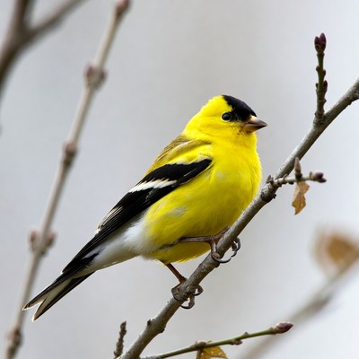 American Goldfinch on branch