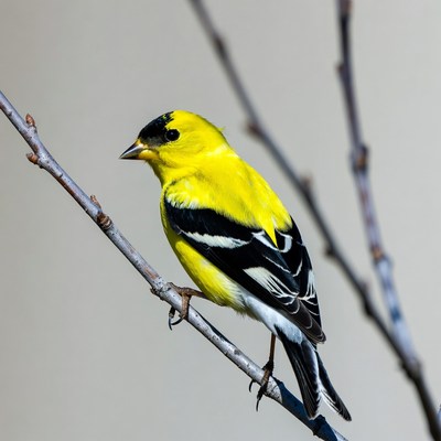 American Goldfinch perched on branch