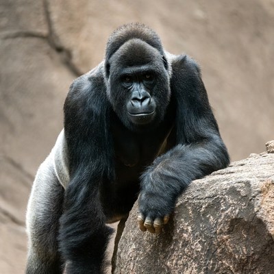 Silverback Gorilla Leaning on Rock