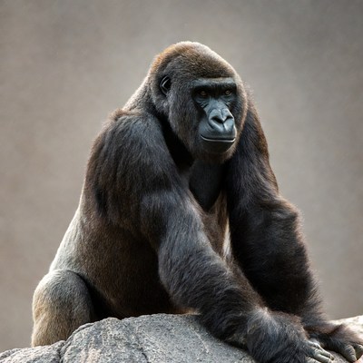 Gorilla sitting on rock