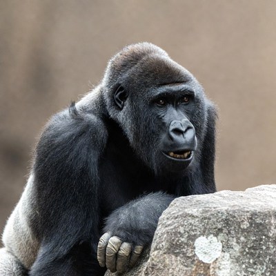 Silverback Gorilla Leaning on Rock