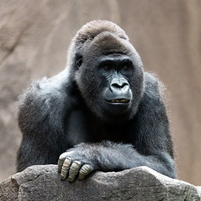 Gorilla leaning on rock
