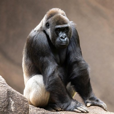 Silverback Gorilla Sitting on Rock