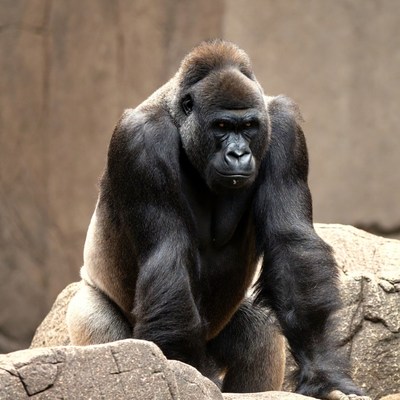 Silverback Gorilla Sitting on Rocks