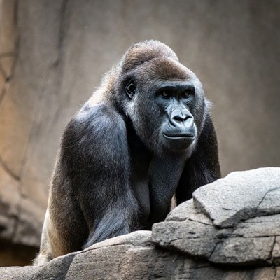Silverback Gorilla on Rock
