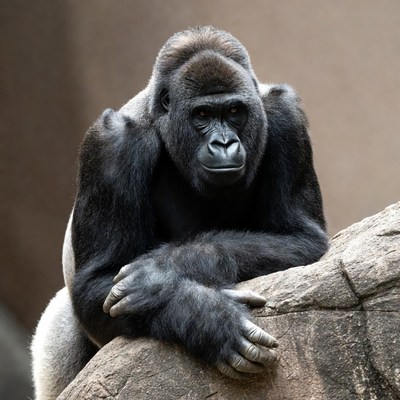 Gorilla resting arms on rock