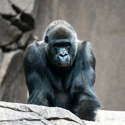 Silverback gorilla on rocks