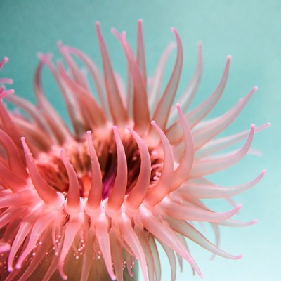 Pink sea anemone underwater