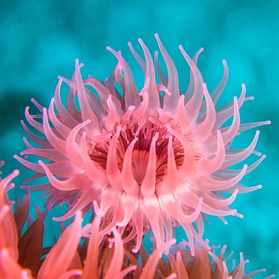 Pink sea anemone underwater