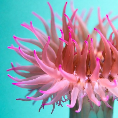 Pink sea anemone on turquoise background