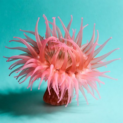 Pink sea anemone on blue background