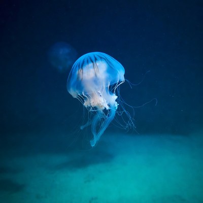 Glowing Jellyfish in Dark Ocean