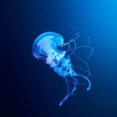 Glowing Blue Jellyfish in Dark Ocean