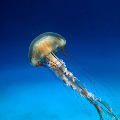Orange Jellyfish in Deep Blue Ocean