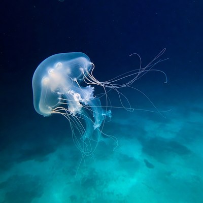 Translucent jellyfish in dark ocean