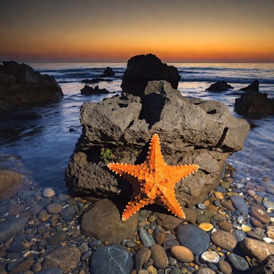 Orange Starfish on Beach Rocks