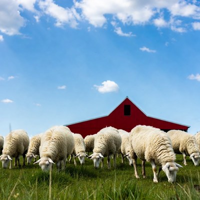 Sheep grazing in front of red barn